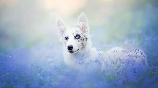 Сказочно красивые фотографии собак от польского фотографа
