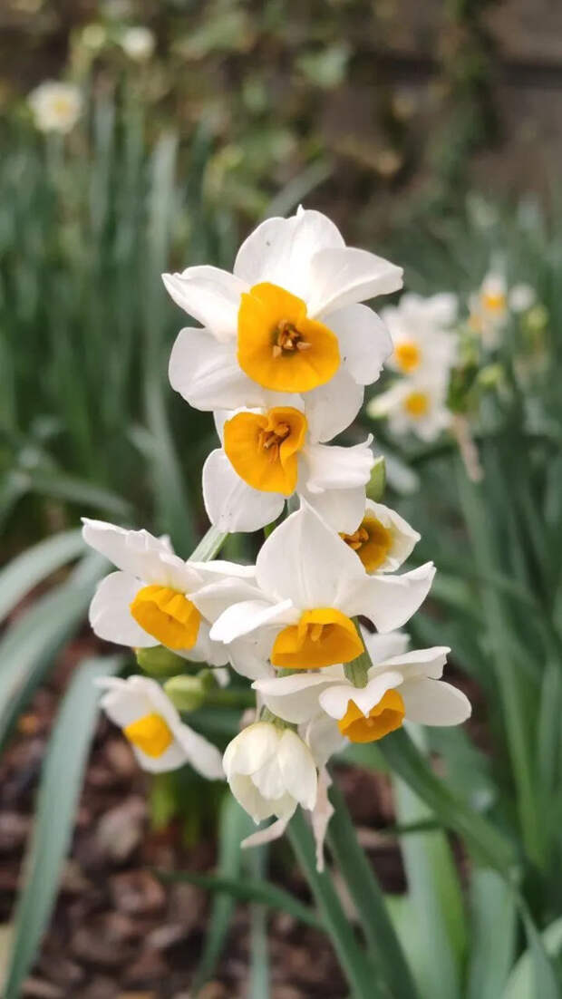 Доброе утро! Январские цветы в Алупке, Крым...