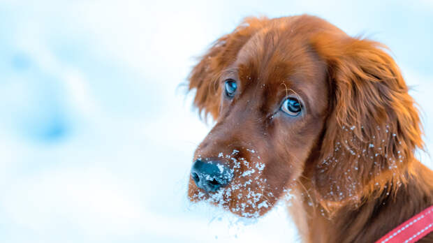 Наказывать собаку: нужно, не нужно или как нужно?