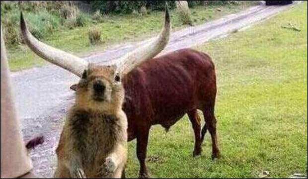 Картинки, юмор, приколы