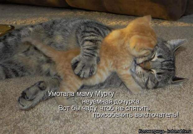 Забавные котоматрицы