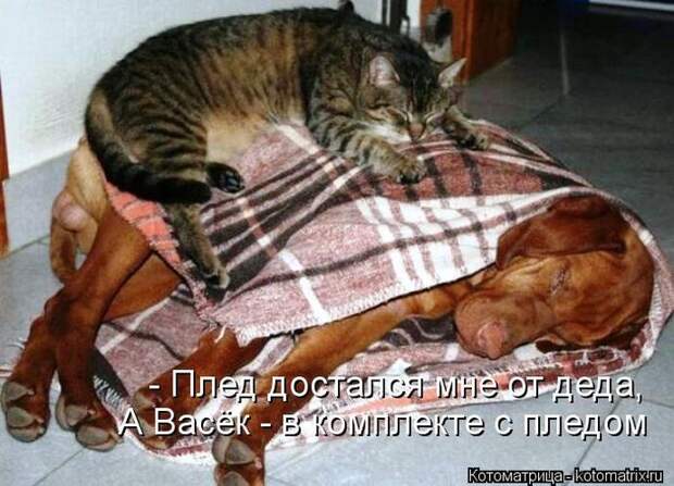 Лучшие котоматрицы недели Лучшие котоматрицы недели