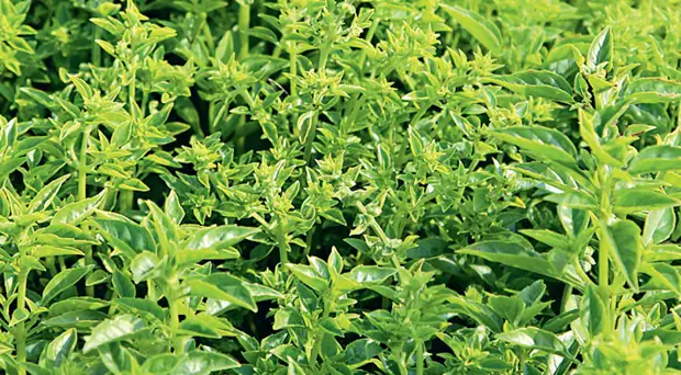 Выбираем сорта базилика на любой вкус: с ароматом лимона, карамели и другие