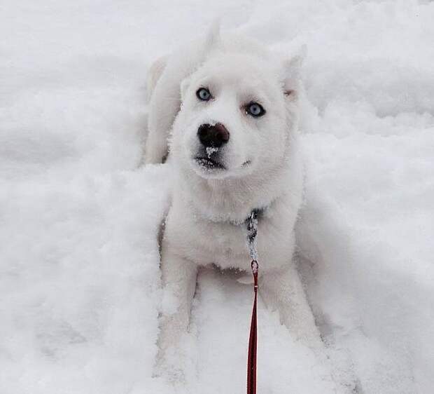 животные впервые в жизни видят снег (11)