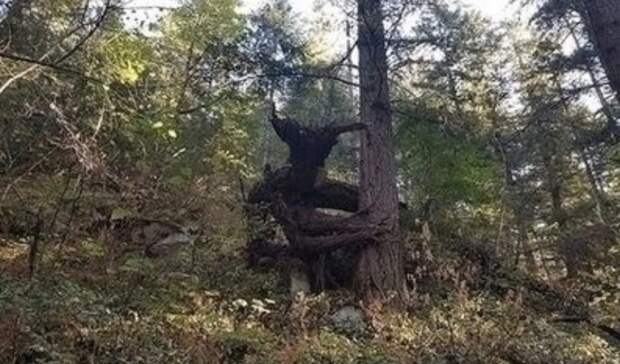 В лесу в Карелии обнаружили персонажа «Властелина колец»
