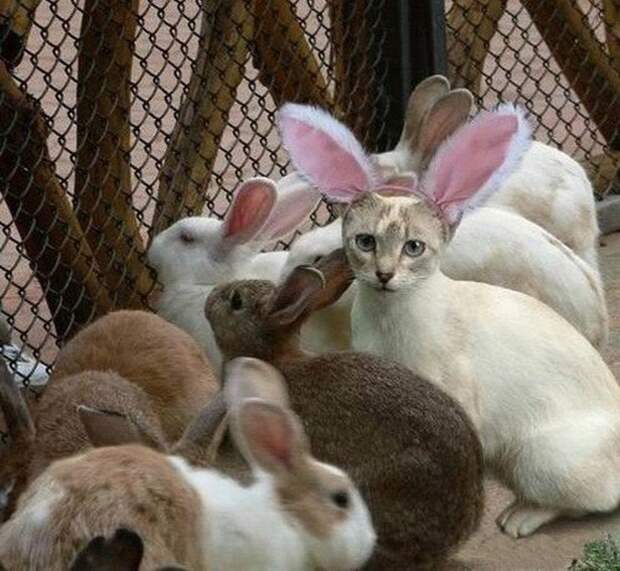 Что-то тут не так