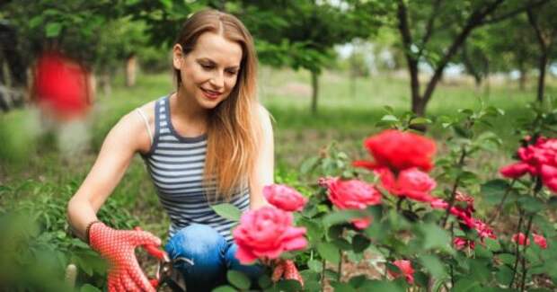 Ваш участок утонет в цветах: 5 способов оживить розы после зимовки