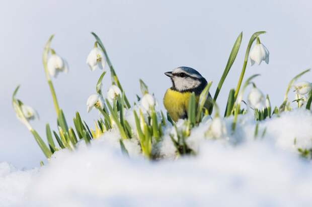 Главные победители Wildlife Photographer of the Year