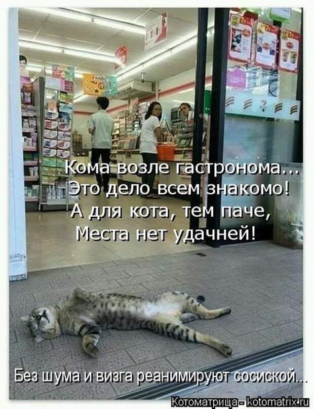 Лучшие котоматрицы недели (50 фото)