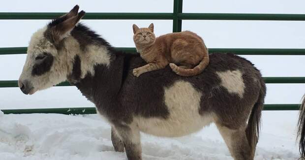 Животные, которые выбрали необычное средство передвижения (19 фото для хорошего настроения)