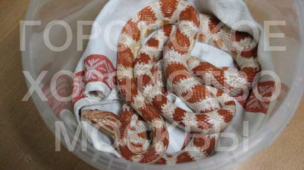 Змею обнаружили на улице Кузнецкий мост в Москве