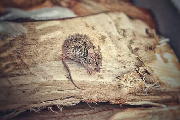 В мире животных: сказка о маленьком, но очень храбром мышонке мышка, спасение животного, фотографии