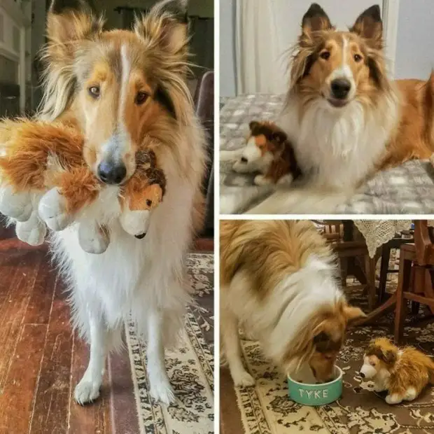 Непредсказуемые любимые игрушки домашних питомцев