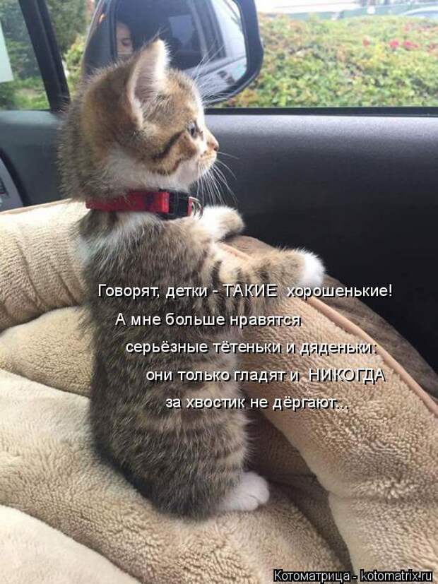 Котоматрица: за хвостик не дёргают... серьёзные тётеньки и дяденьки: А мне больше нравятся  они только гладят и  НИКОГДА Говорят, детки - ТАКИЕ  хорошеньки