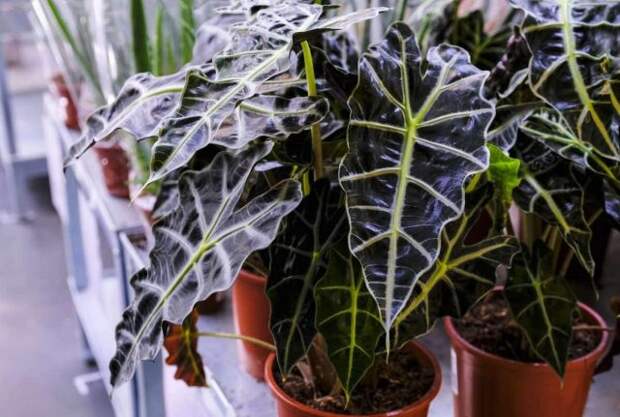 Алоказия амазонская «Полли» (Alocasia amazonica 'Polly')