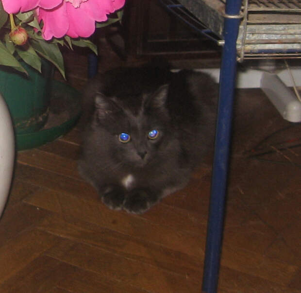 Немного про кота животные, коты