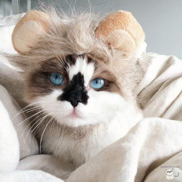 Голубоглазый манчкин Альберт