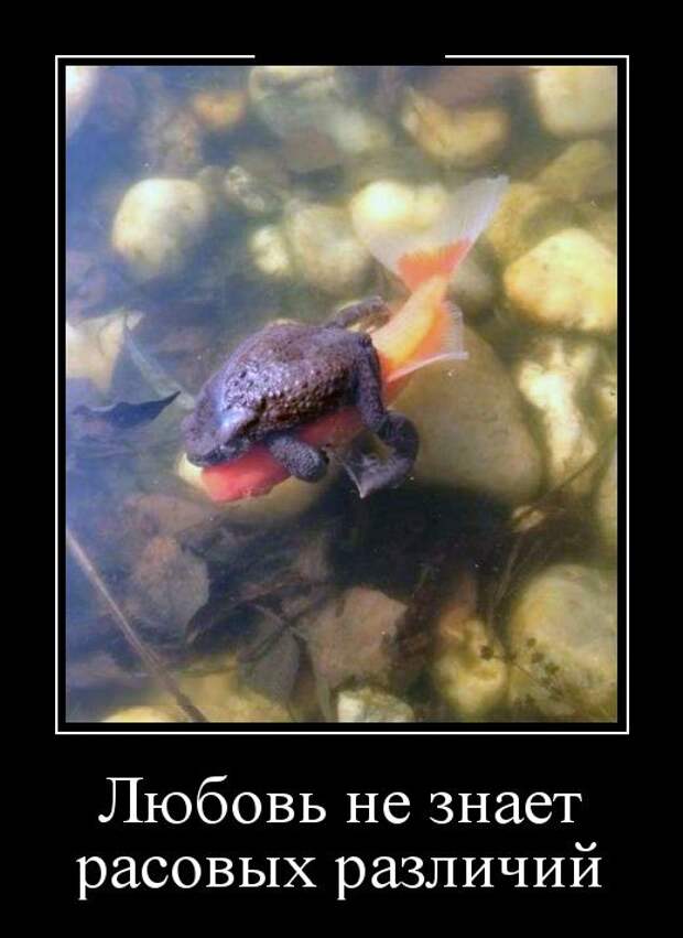 Демотиваторы (30 фото)