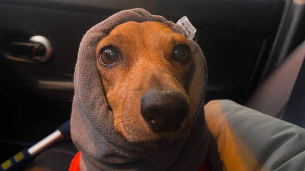 Таксу из Петербурга нашли и через суд вернули хозяйке