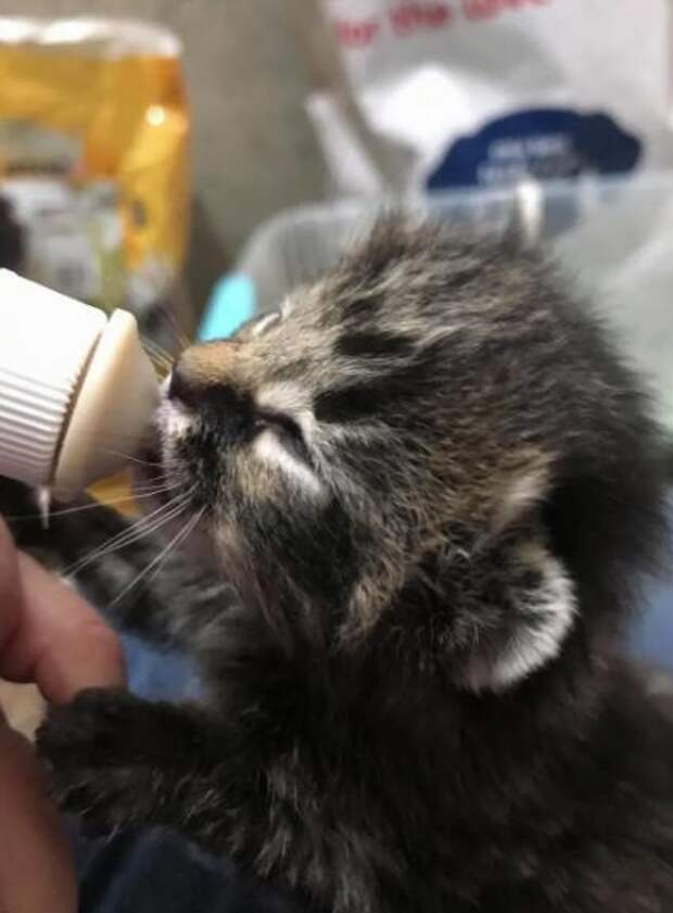 помощь котятам котенок кушает