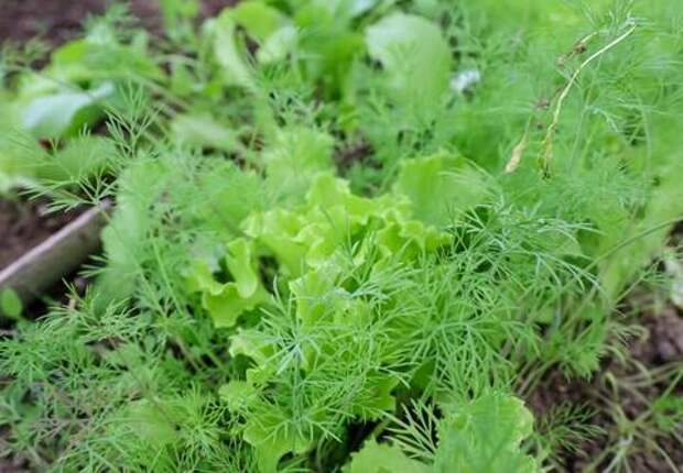 Биолог объяснила, почему рассада не всходит и как это исправить