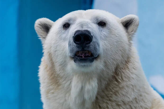 В Новосибирском зоопарке отметили День белого медведя кормлением Белки и Стрелки