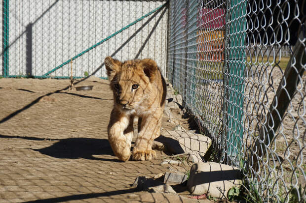 Львенок вцепился в лицо трехлетней девочке в цирке