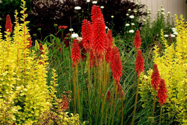 Многолетний садовый цветок Книфофия (Kniphofia)