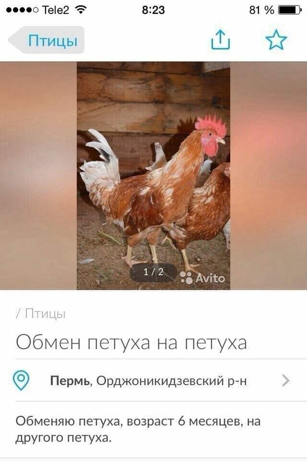 Юмористы и их объявления с Авито Юмористы и их объявления с Авито авито, авто, объявление, покупка, прикол, продажа, шутка, юмор