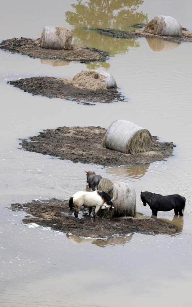 Животные в фотографиях