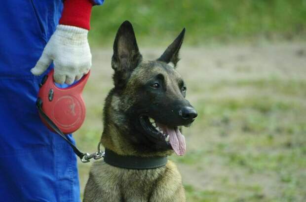 В МЧС хотят скорректировать нормы содержания штатных животных