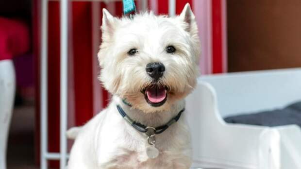 Выставка-пристройство бездомных животных Зоофест Эко пройдет в Красногорске 11 апреля