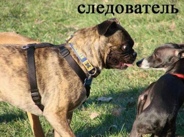 Прикольные картинки - Професиии и животные