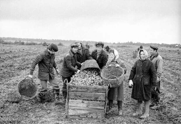 Промышленные работники помогают сельским товарищам на уборке картофеля