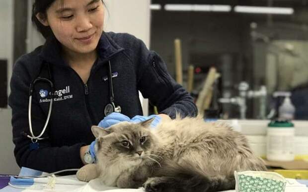 Кот в больнице Кот у ветеринара