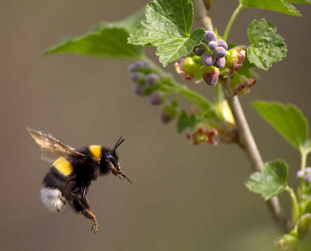 Инсектициды подавляют митохондриальную активность в организме медоносных пчёл