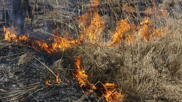 Четыре гектара сухой травы сгорело в Сараевском районе Рязанской области