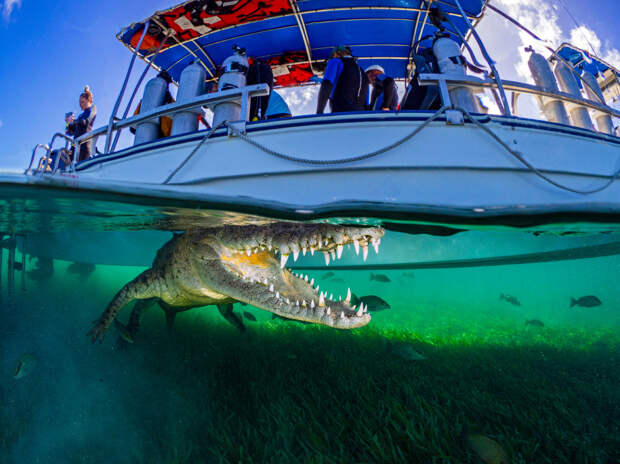 Крокодил под катером в Карибском море, Куба