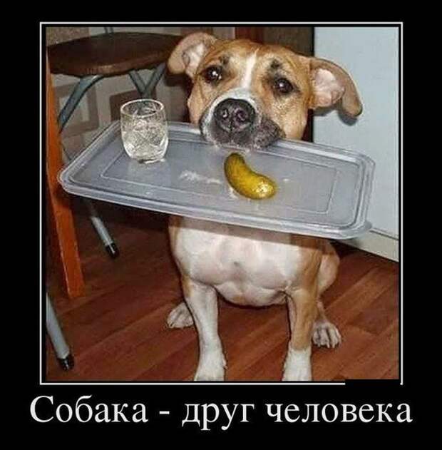 Демотиваторы (30 фото)