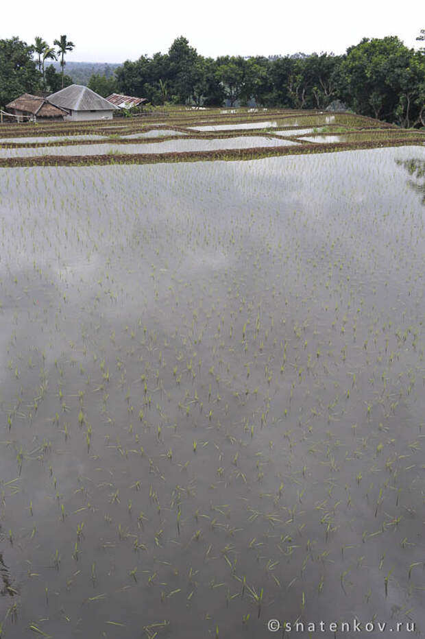Савах - заливное рисовое поле на о.Ломбок