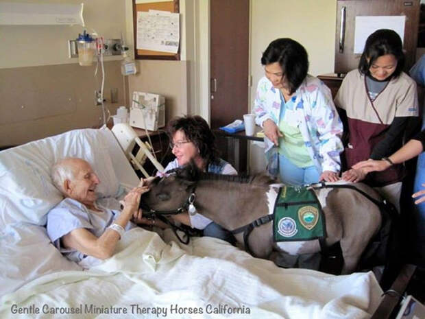 Miniature-therapy-horses-elderly