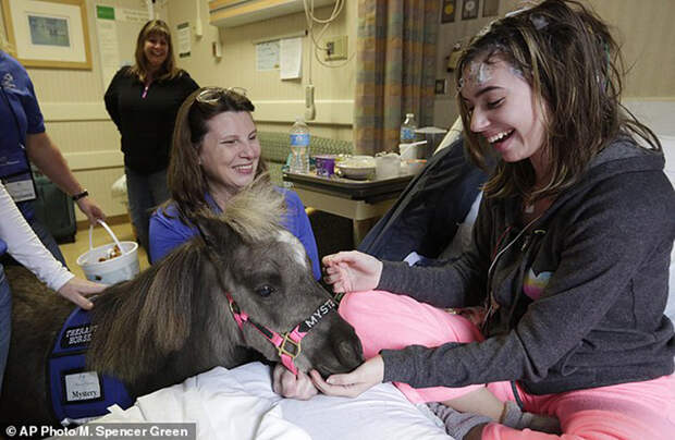In this Nov. 13, 2014 photo, patient Emily Pietsch spends time with Mystery one of two miniature horses from 'Mane in Heaven' that made a visit to the pediatric unit at Rush University Medical Center in Chicago. Mystery and Lunar, small as big dogs, are equines on a medical mission, to offer comfort care and distraction therapy for ailing patients. It is a role often taken on by dogs in health-care settings _ animal therapy, according to studies and anecdotal reports, may benefit health, perhaps even speeding healing and recovery. (AP Photo/M. Spencer Green)