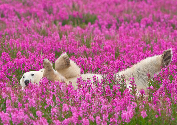 Фотография: Белые медведи не в снегу, но в цветах: такого вы еще не видели №2 - BigPicture.ru