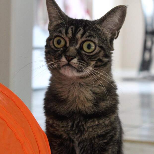 Злая Grumpy Kitzia покоряет инстаграм