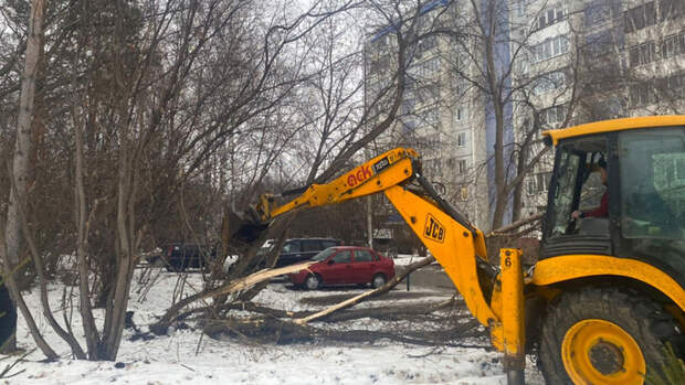 В парке имени Ленина идет масштабное обновление деревьев