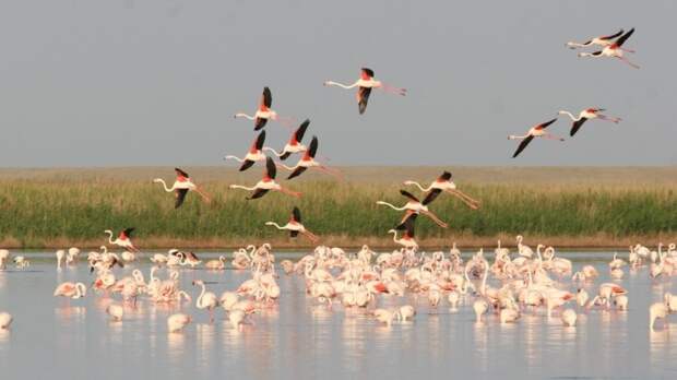 Коргалжынский заповедник: колония розовых фламинго в Центральном Казахстане