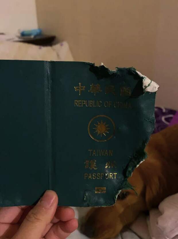 Собака спасла хозяйку от заражения коронавирусом, уничтожив ее паспорт