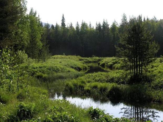 Большое моховое болото история, россия, ссср, урал, факты