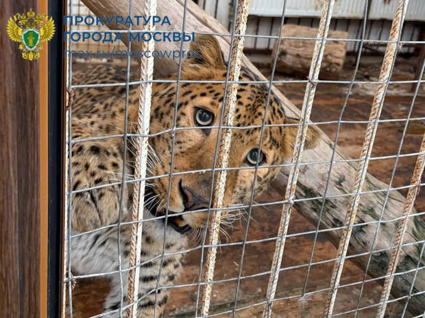 В Новой Москве у местного жителя изъяли львов, медведей и леопарда