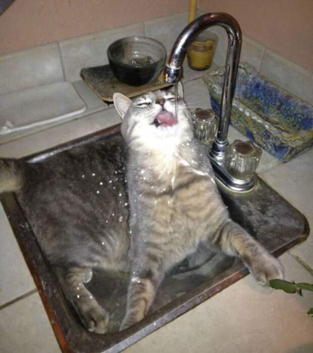 Неправильные коты  вода, кот